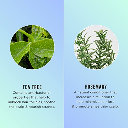 HASK Invigorating TEA TREE OIL 5-in-1 Leave In Conditioner Spray for all hair types, color safe, gluten free, sulfate free, paraben free - TEA TREE 2 PIECE SET
